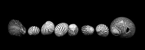 Zebra Shells